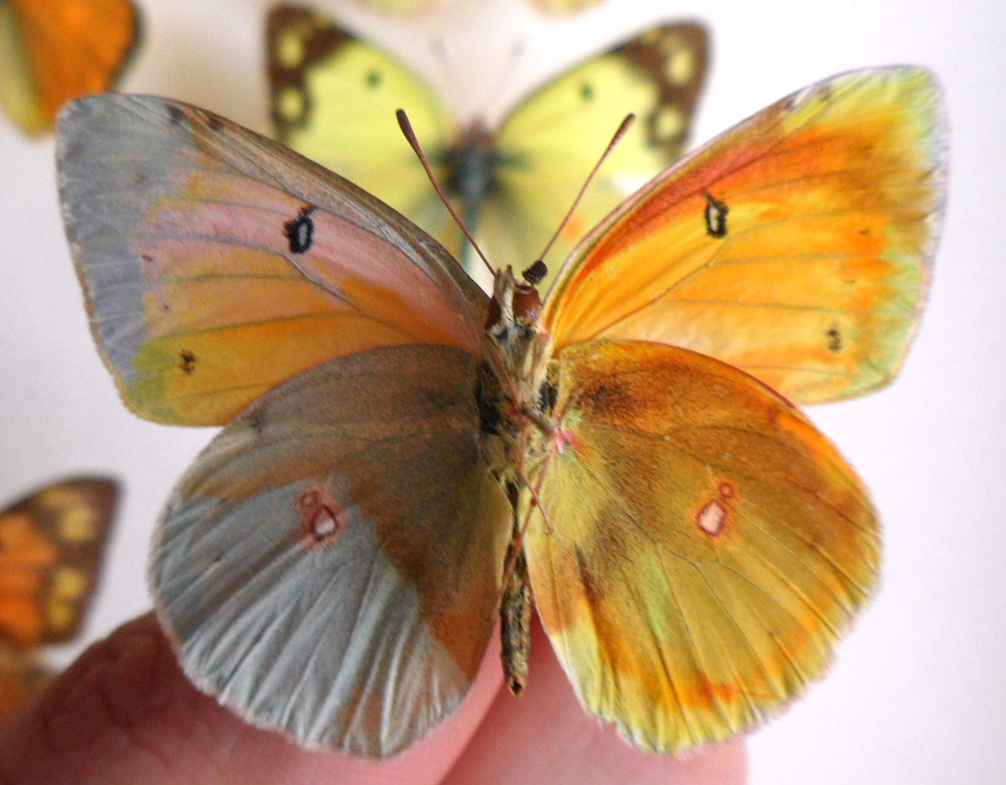 Colias Collection (russia)4 (Gynandromorph) (Internet Image property of respective owner, non-commercial use only)